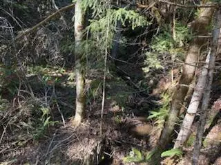 0 French Peak Road #405, Cave Junction, OR 97523 - #1