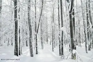 407 Pine Tree, Albrightsville, PA 18210 - Image #3