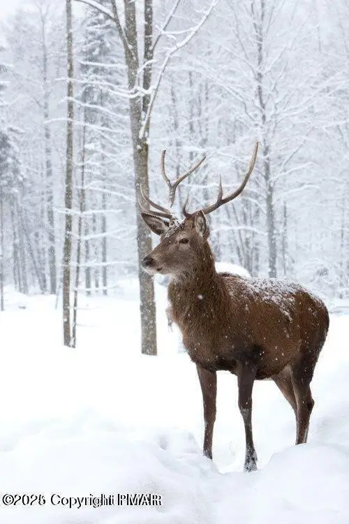 407 Pinetree Road, Albrightsville, PA 18210 - Image #2