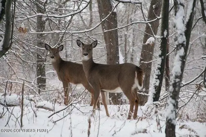 Caedman Drive, Albrightsville, PA 18210 - Image #1