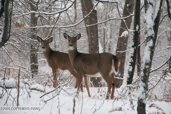 Caedman Drive, Albrightsville, PA 18210