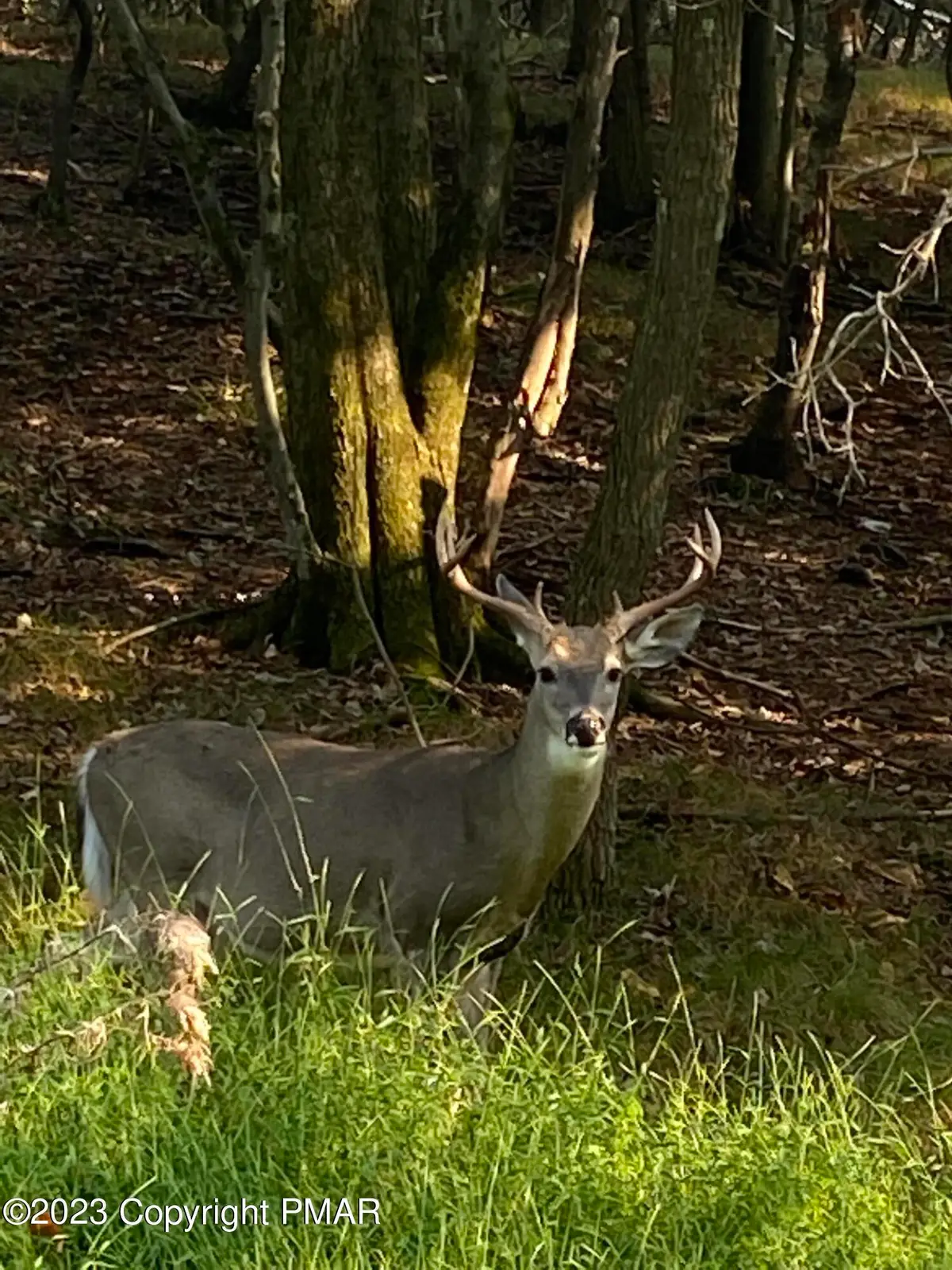 Lot 2 & 3 Nadine Road, White Haven, PA 18661 - #1