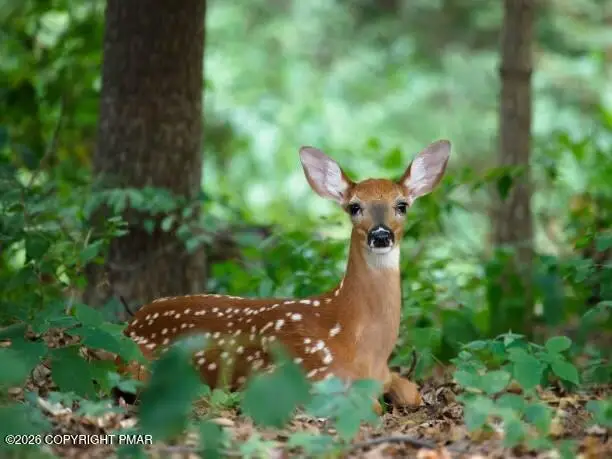 Lot 4 & 5 Gold Key Road, Milford, PA 18337 - #1