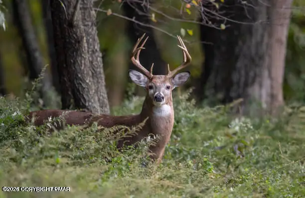 253 Somers Terrace, Tobyhanna, PA 18466 - #1