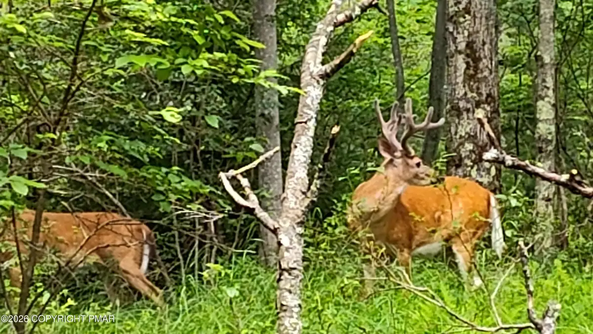 3222 Racoon Lane, Gouldsboro, PA 18424 - #1