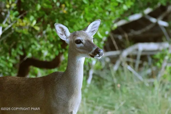 Horace Way & Parker Trail, Albrightsville, PA 18210