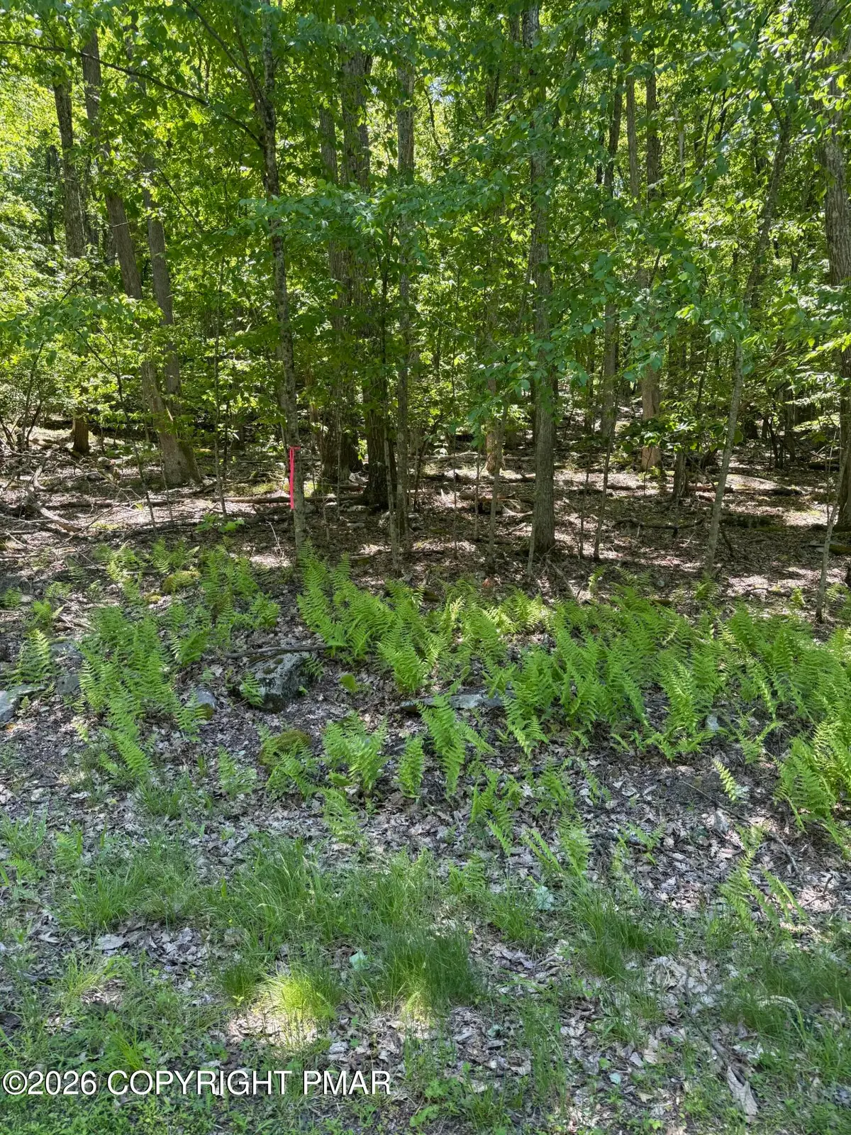 Paper Birch N, Tafton, PA 18464 - #1