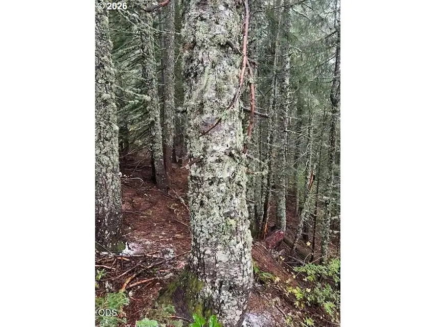 Forest Rod 2820 #100, Vida, OR 97386 - #2