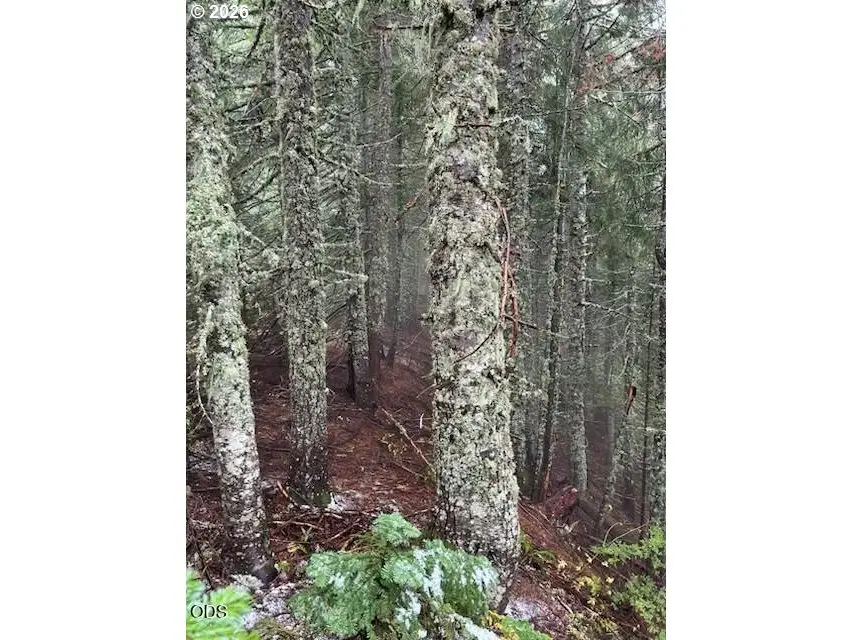 Forest Rod 2820 #100, Vida, OR 97386 - #3