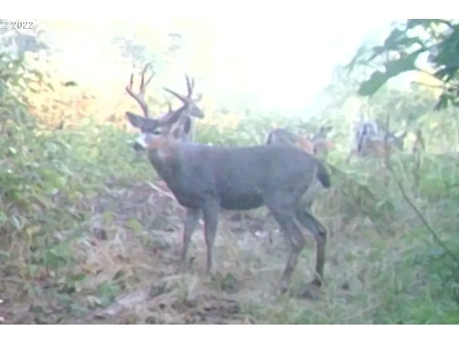 Delight Valley Schl Rd, Cottage Grove, OR 97424 - Image #2