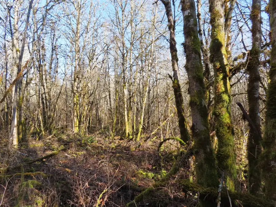 115 Campground Ln, Winlock, WA 98596 - #3