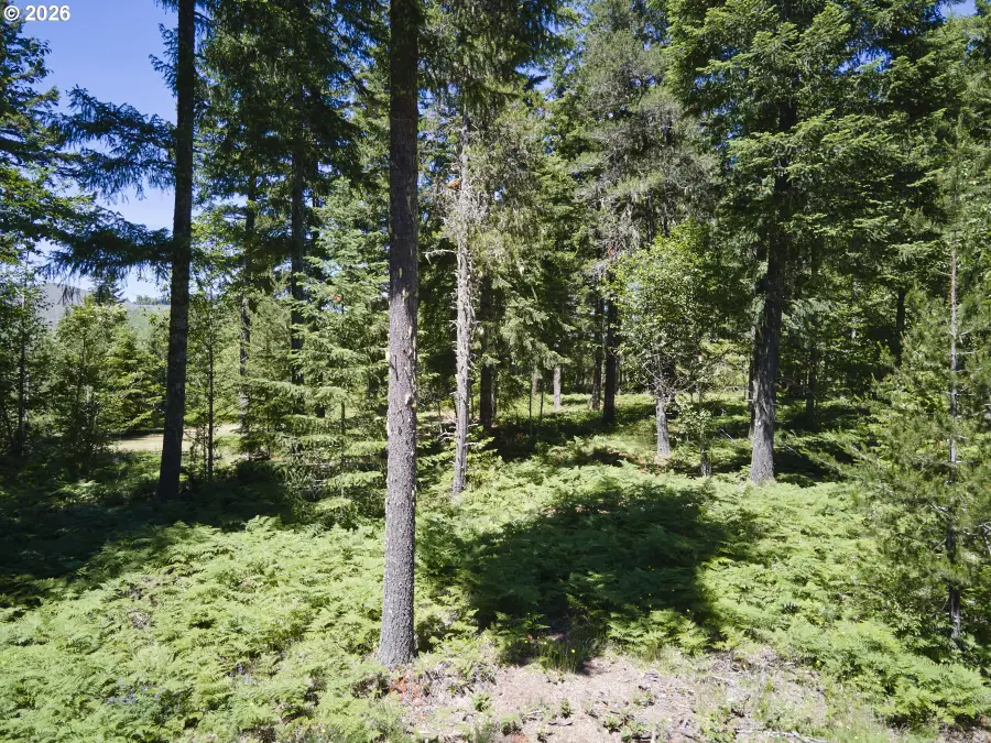 Loowit Ln, Cougar, WA 98616 - #3