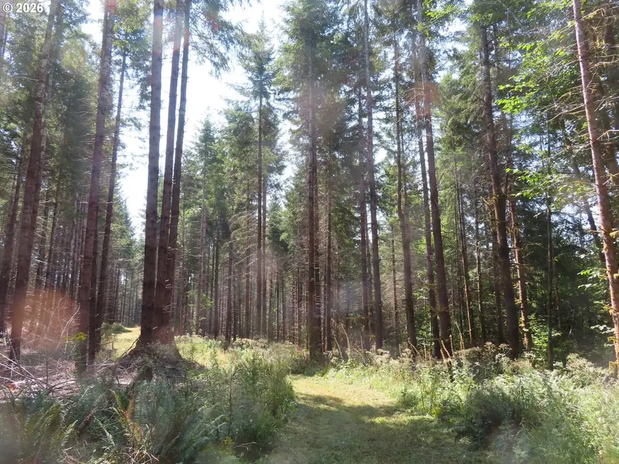 Chandler Rd, Bunker, WA 98572 - #3