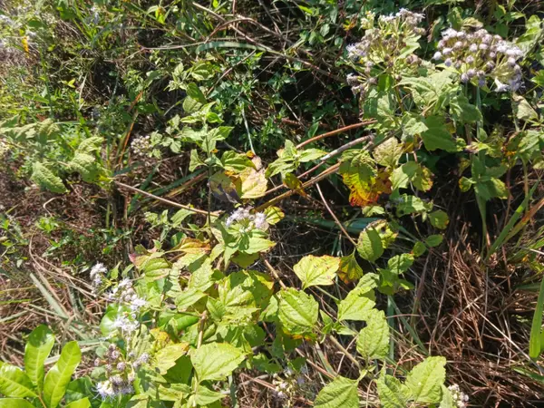 0 NE 64 Avenue Ne, Naples, FL 34120