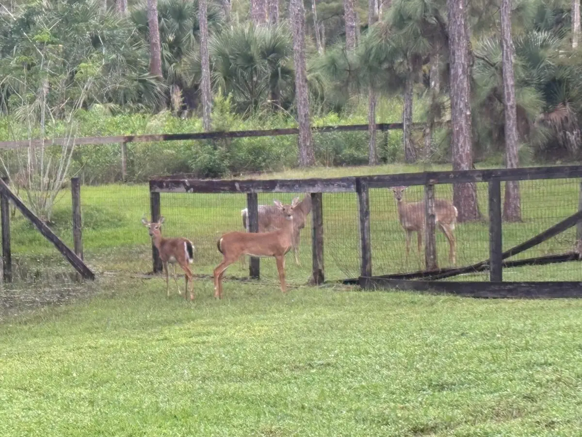 5637 Cougars Prowl, Wellington, FL 33449 - #1