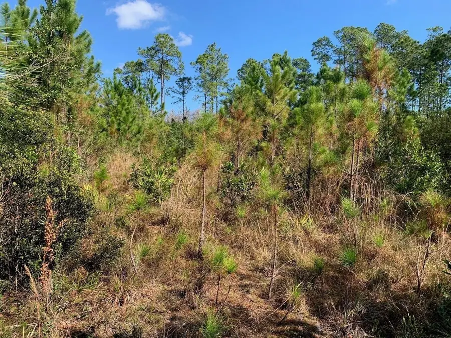 0 Holopaw Groves Road, Saint Cloud, FL 34772 - #2