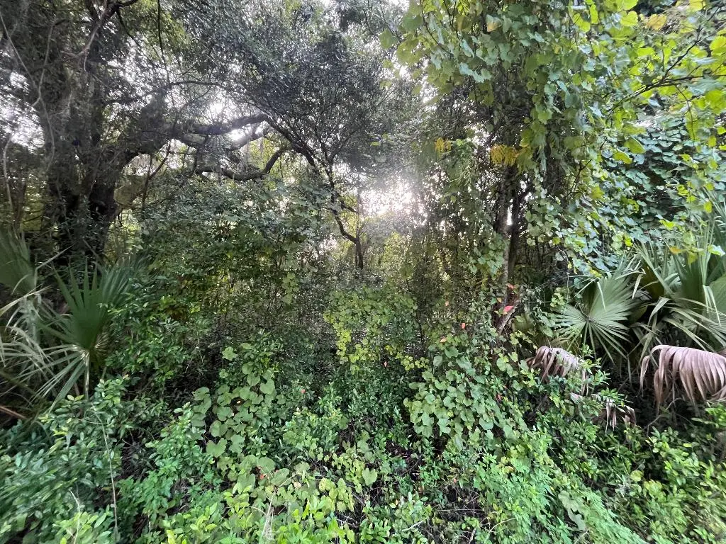 915 Annette Avenue, Interlachen, FL 32148 - #1