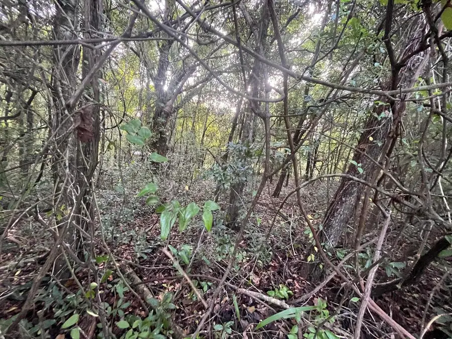 915 Annette Avenue, Interlachen, FL 32148 - #2