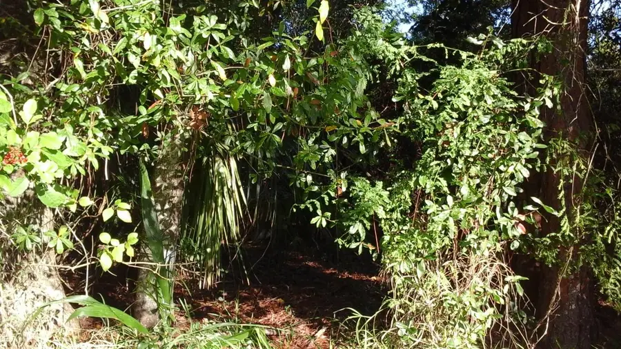 737 Benedictine Terrace, Sebastian, FL 32958 - #2