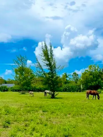 12398 Tangerine Boulevard, West Palm Beach, FL 33412 - #1