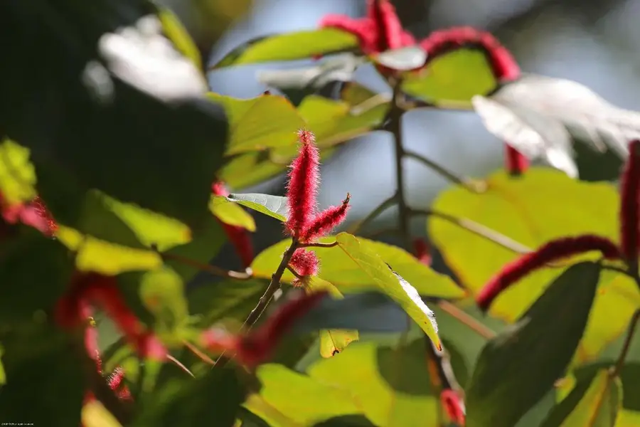 15262 Natures Point Lane, Wellington, FL 33414 - #3