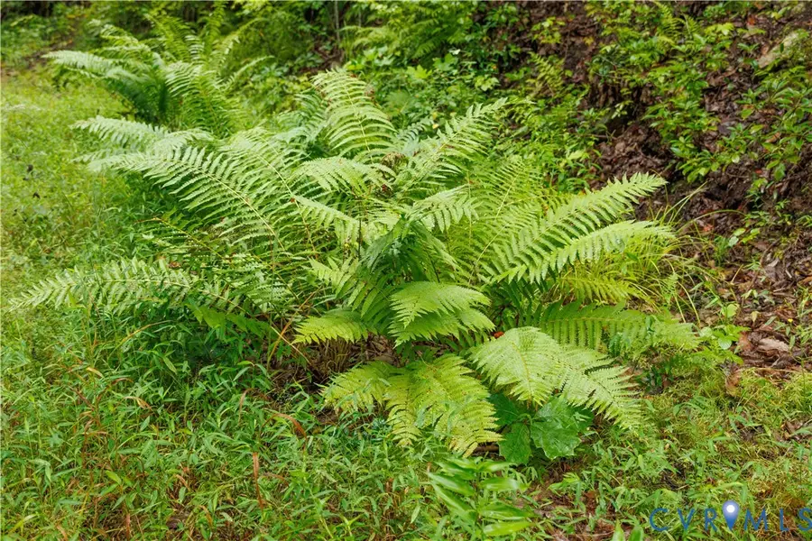 00 Shiloh Mountain Trail, Schuyler, VA 22969 - Image #3