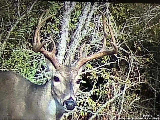 13004 Fm 3353, Kingsbury, TX 78638 - Image #1