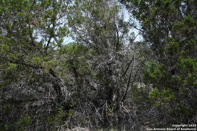 135 Agarita, Spring Branch, TX 78070 - #2