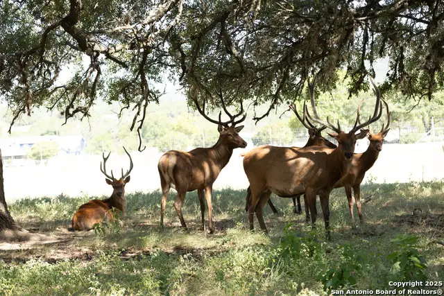 LOT 43 Blackbuck Trail, Pipe Creek, TX 78063 - Image #3