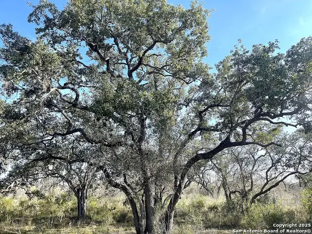 9654 Fm 2617, Pettus Pawnee, TX 78146 - #2