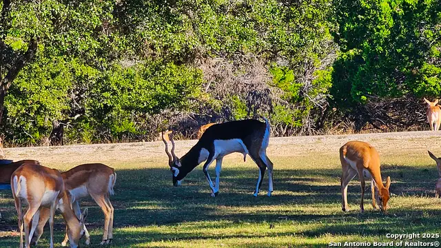 LOT 55 Brown Saddle, Bandera, TX 78003 - Image #2