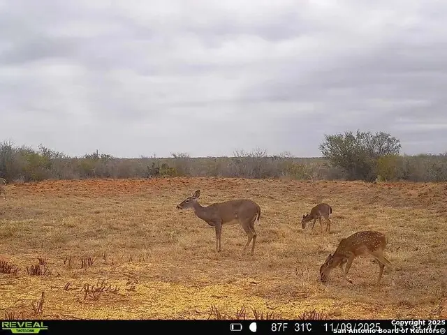 0 County Road 203, Alice, TX 78384 - Image #3