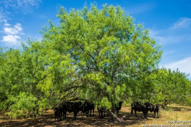 CR 732 Cr 732, Yancey, TX 78666 - Image #3