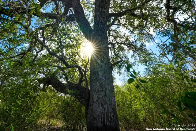 0 Cr 115, Pettus Pawnee, TX 78119 - Image #3