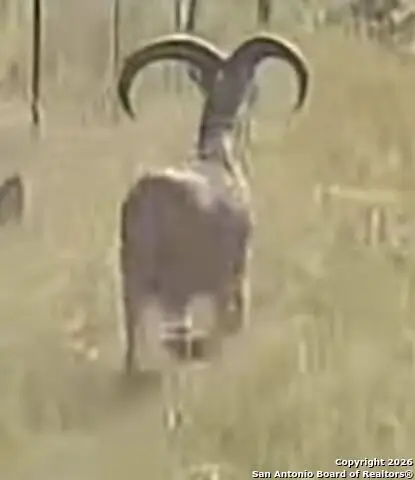 TBD Hegedus Ranch Rd, Rocksprings, TX 78880 - Image #1