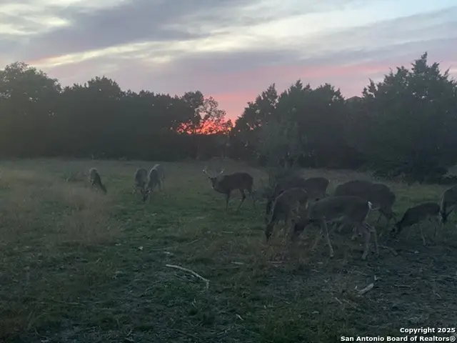 523 Oak Shores Dr, Canyon Lake, TX 78133 - #3