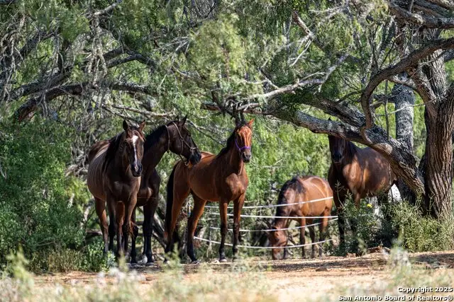 3285 Pittman Rd, Saint Hedwig, TX 78152 - #1