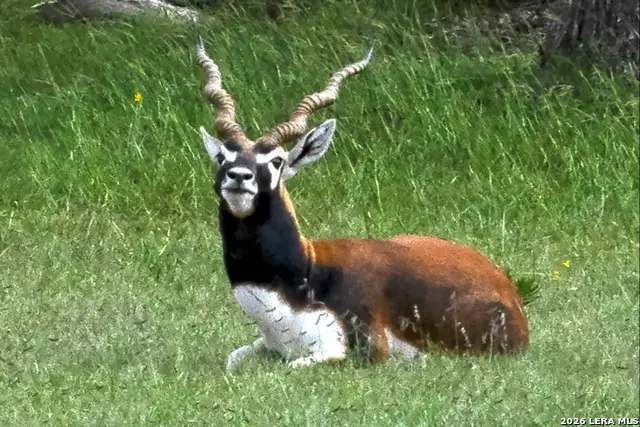 211 Majestic Hills, Blanco, TX 78606 - #3