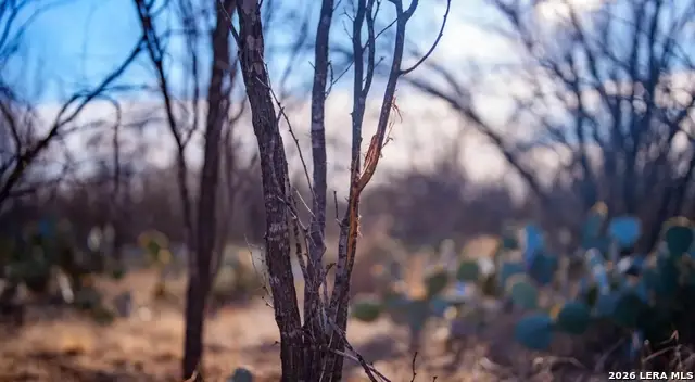 1799 Shumaca Road, Carrizo Springs, TX 78834 - #3