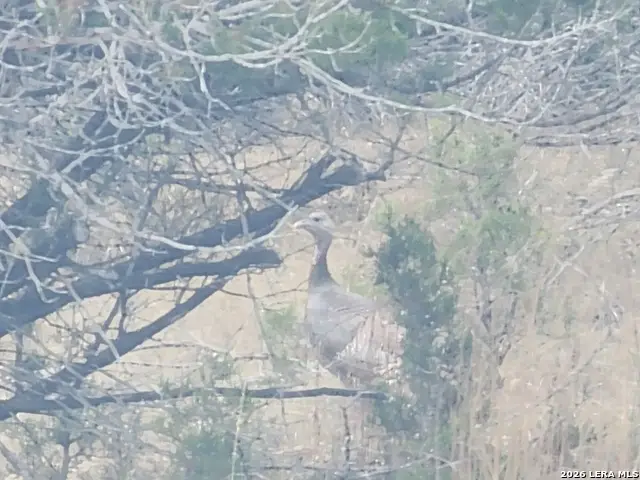 TBD Buckskin, Bandera, TX 78003 - #2