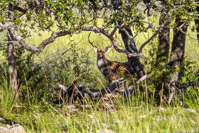 TBD Hwy 39, Hunt, TX 78024 - #2