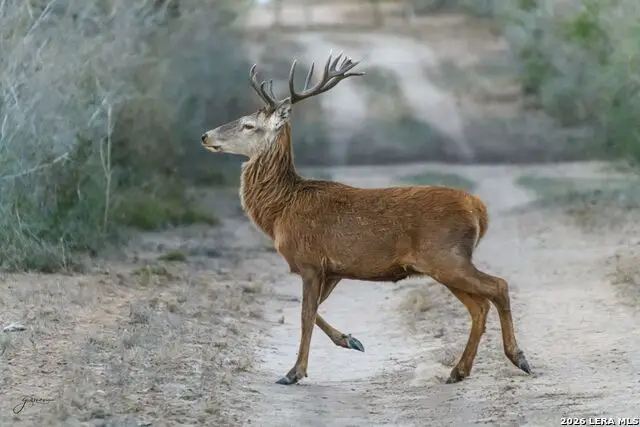 0 Summertime Rd, Santa Elena, TX 78536 - #1