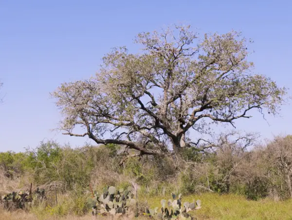 140 Cr 2644, Moore, TX 78057