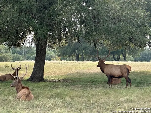 TBD-LOT 42 Blackbuck, Pipe Creek, TX 78063
