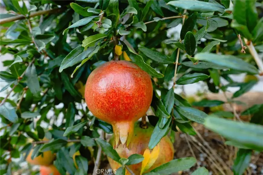 10147 Janetta, Sunland, CA 91040 - #3