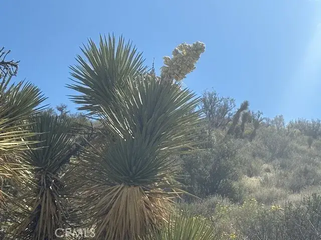 0 None, Pinon Hills, CA 92372 - #3