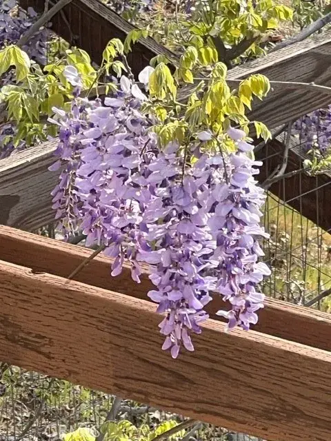 9591 Lassen Drive, Cobb, CA 95426 - #1