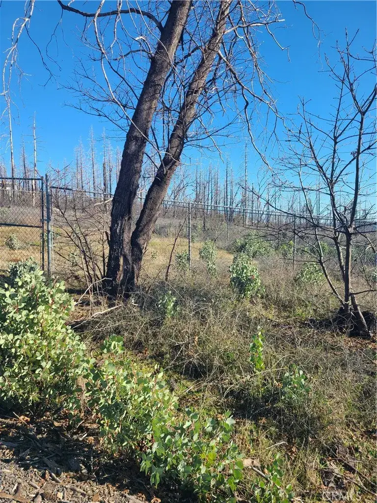 81 Green Cedar, Berry Creek, CA 95916 - Image #3