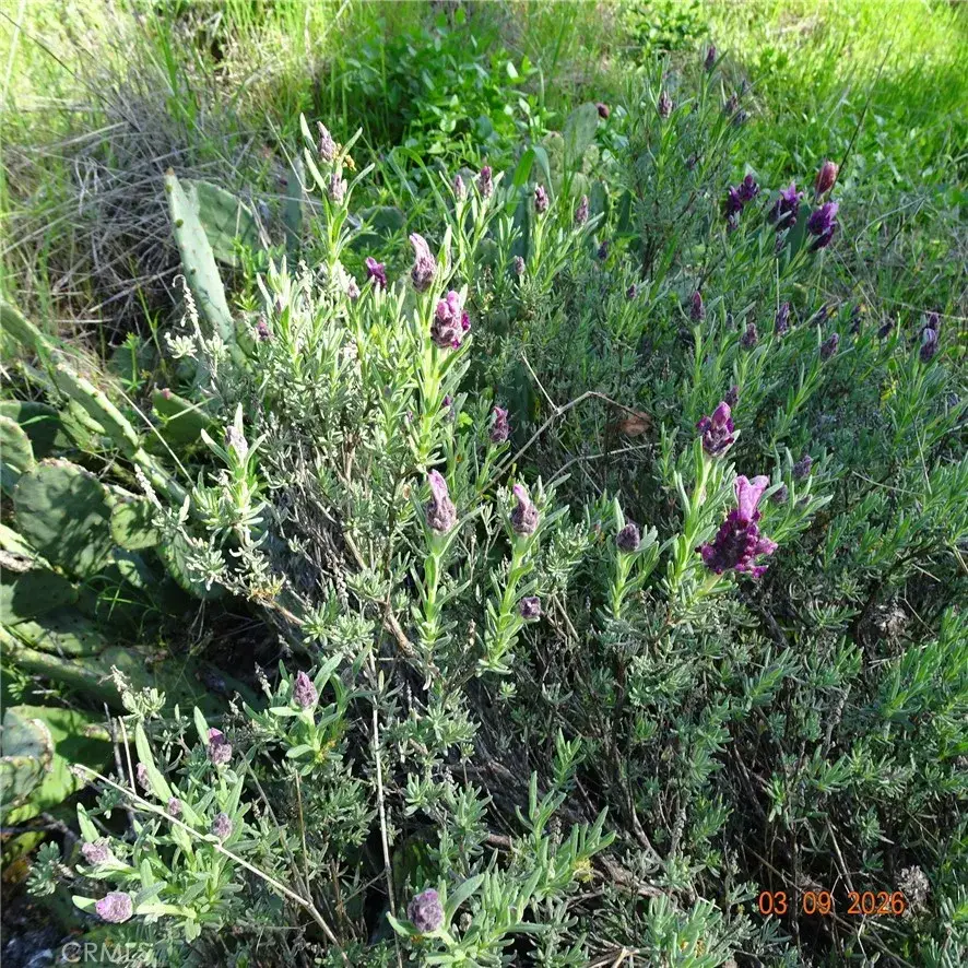 0 Incline, Oroville, CA 95966 - #3