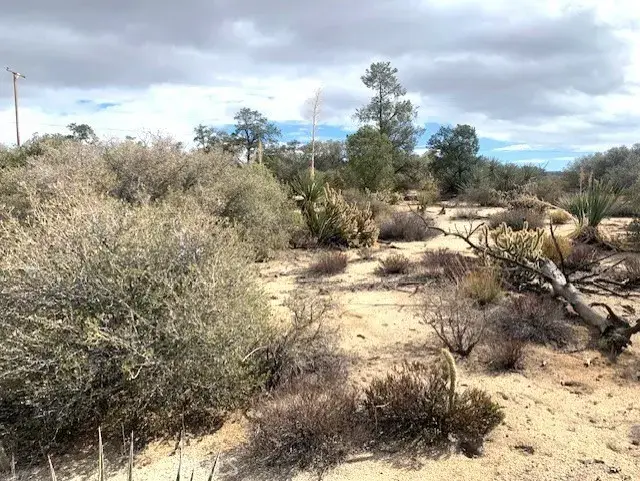 368 Palm Canyon, Mountain Center, CA 92561 - Image #3